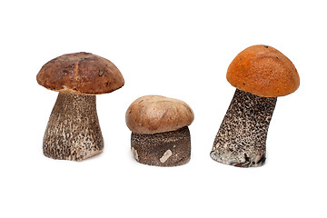 Image showing Three mushrooms