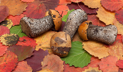 Image showing Mushrooms put on autumn sheet