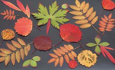 Image showing Autumn sheet