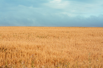 Image showing Yellow herb, dull sky