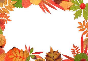 Image showing Frame their autumn sheet