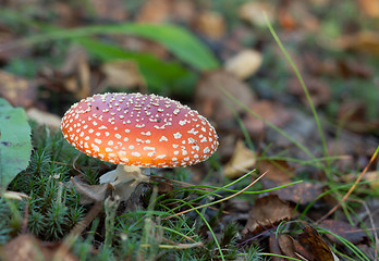 Image showing Poisonous red mushroom