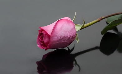 Image showing Rose with dewdrop on gray background