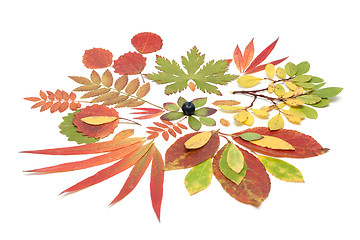 Image showing Autumn still life from sheet
