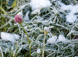 Image showing Clover frosted