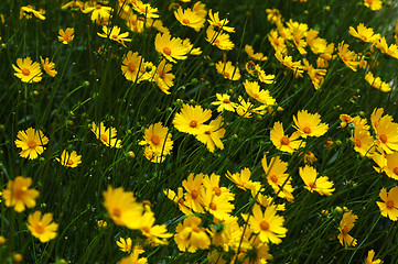 Image showing Field of yellow flowers III
