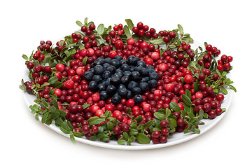Image showing Cowberry and whortleberry on plate