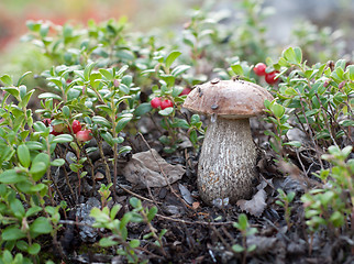 Image showing Mushroom in branch of the cowberry