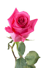 Image showing Flower rose with green stalk