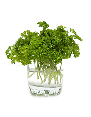 Image showing Green parsley
