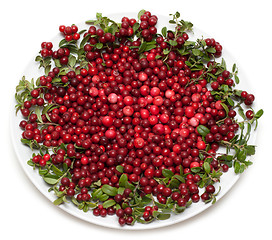 Image showing Cowberry on plate