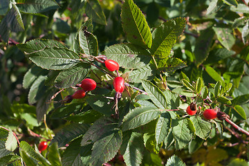 Image showing Red wild rose