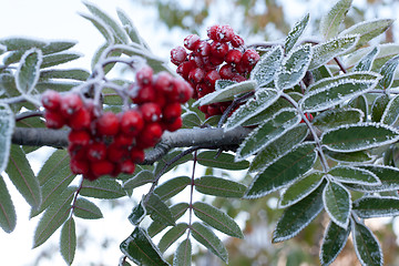 Image showing Rowanberry covered rime