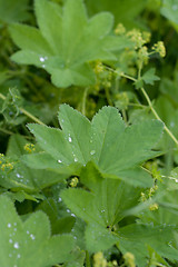 Image showing Green sheet with drop