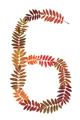 Image showing Numeral six 6 put from autumn sheet