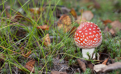 Image showing Poisonous red mushroom