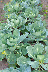 Image showing Cabbage grow on land