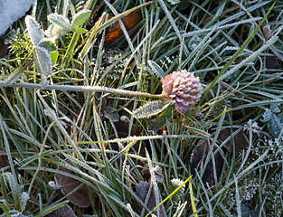 Image showing Clover frosted