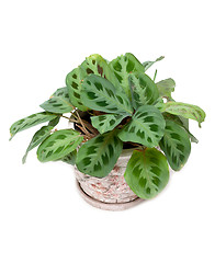 Image showing Green home flower in pot