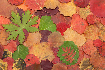 Image showing Autumn sheet on white background