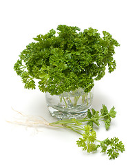 Image showing Green parsley