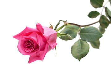 Image showing Flower rose