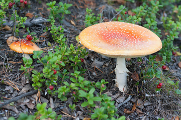 Image showing Two poisonous mushroom