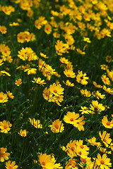 Image showing Field of yellow flowers II