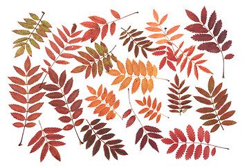 Image showing  Rowanberry sheet background