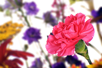 Image showing Pink Carnation