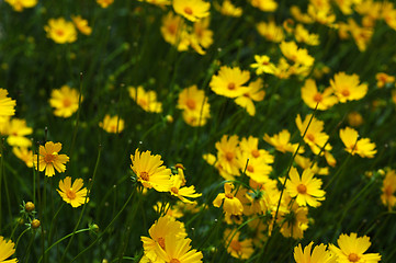 Image showing Field of yellow flowers I