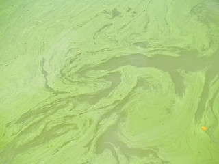 Image showing Polluted Water Background