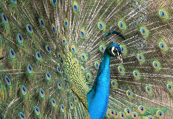 Image showing Peacock