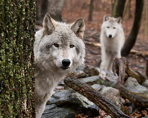 Image showing Wary Wolves