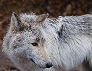 Image showing Wolf