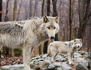 Image showing Wary Wolves