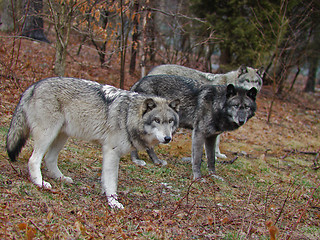 Image showing Wary Wolves