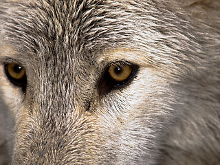 Image showing Wolf Eyes