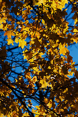 Image showing autumn leaves