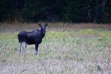 Image showing Moose 