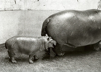 Image showing Hippopotamus with baby