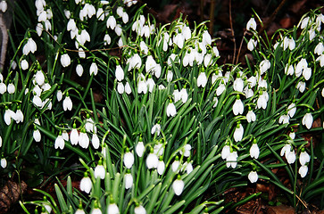 Image showing white flowers