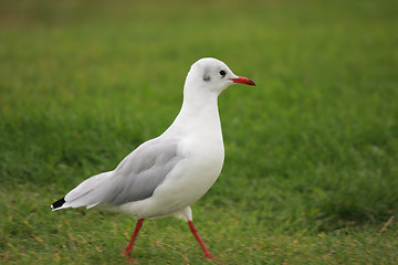 Image showing seagull portrait