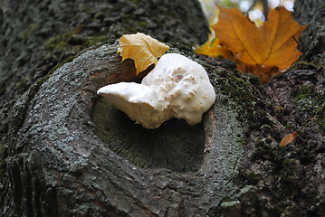 Image showing White Mushroom On The Tree