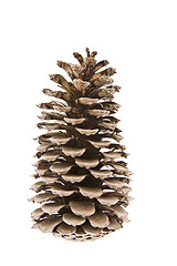 Image showing The cedar cone