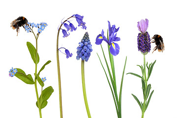 Image showing Bumble Bees and Spring Flowers