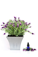Image showing Lavender Herb Plant and Essence 