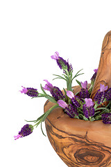 Image showing Lavender Herb Flowers