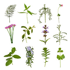 Image showing Herb  Leaf Variety