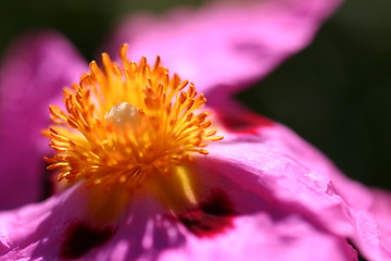 Image showing Pink Rockrose